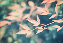 莱切斯特城大胜布莱顿，豪取胜利积极向上